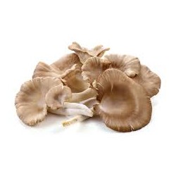 MUSHROOM OYSTER LOOSE