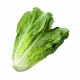 COS LETTUCE