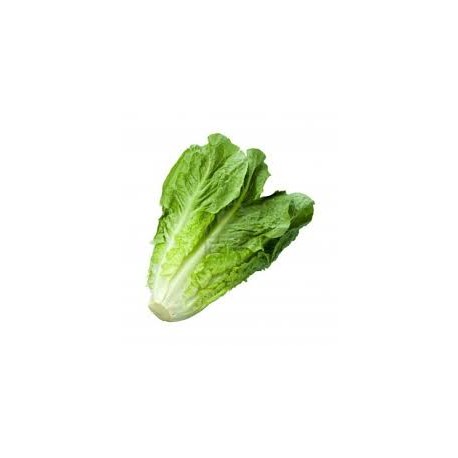 COS LETTUCE