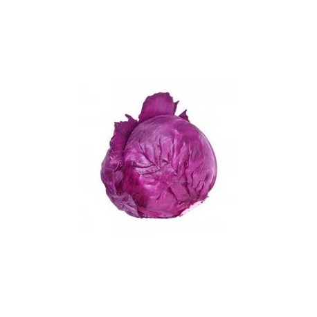 CABBAGE RED WHOLE