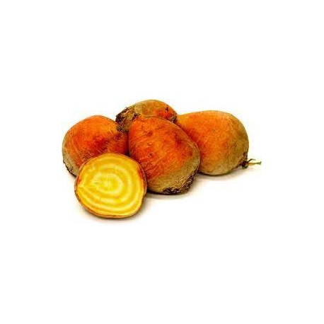 GOLDEN BEETROOT