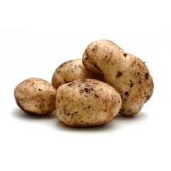 SEBAGO POTATO 1.5KG