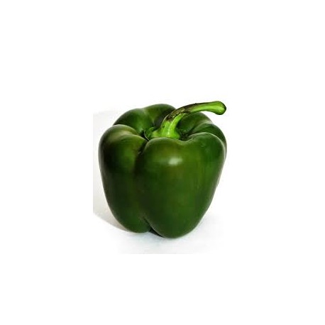 CAPSICUM GREEN KG