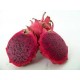 LOCAL SPRAY FREE DRAGON FRUIT RED