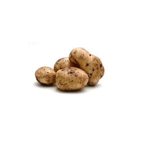 SEBAGO POTATO 1.5KG