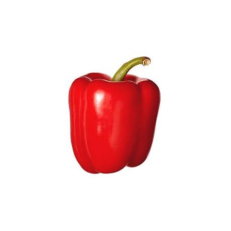 CAPSICUM RED KG