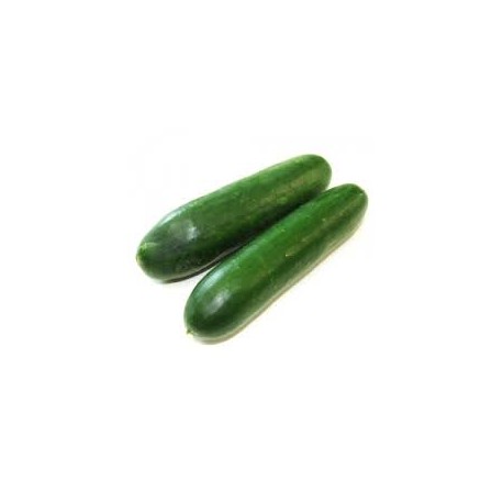 LEBANESE CUCUMBER