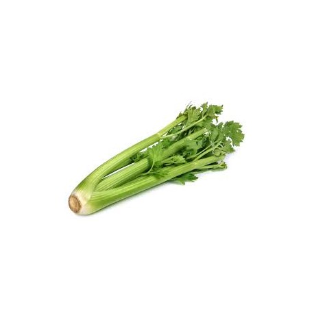 CELERY WHOLE